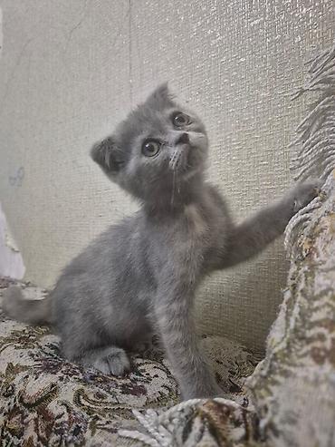 Pişiklər: Yaxşı əllərə — 3