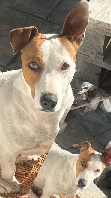 İtlər: Zərif və ağıllı ba - Cins: Cek Rassel Teryer - Rəng: qızılı-qəhvəyi — 13