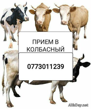 539 объявлений | ЖИВОТНЫЕ: Куплю СКОТ В КОЛБАСНЫЙ ЦЕХ
Без посредников
дорого