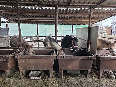 Другие животные: Байланган тайлар сатылат 6 баш Адрес Кун-Туу — 1