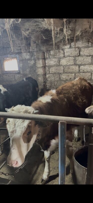 Inəklər, öküzlər: 18 baş dişi 230kq usbe us cekileri 5 aydi bağdadı — 6