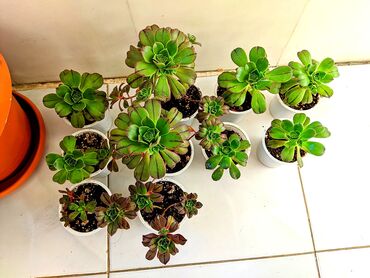 xlorofitum bitkisi: Eonium. Biri 2 manata. Axırıncı şəkildəkilər satılmır, böyük formada