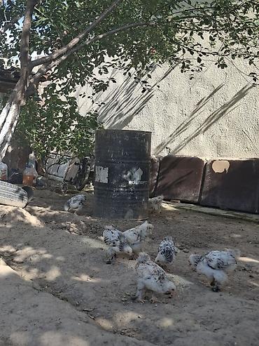 собаки хаски щенки: 500 сомдон 2 айлык жожолор сатылат ПАРОДАСЫ БРАМА 15 ШТ АК ОРДО 3 — 2