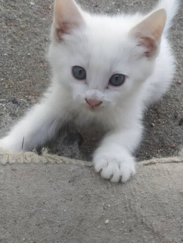 маленький кот: Маленькие беленькие белые пушистые чудесные котята ангоры. 2месяца