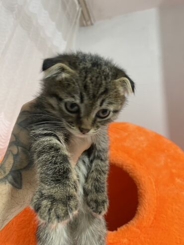 шотландская прямоухая: Шотландский вислоухий котёнок (Scottish Fold) Звонить писать ТОЛЬКО В