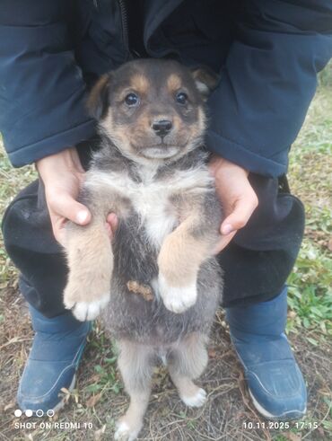 фонд помощи животным: Звонок для дома или держите в руках Щенки метисы средних пород -