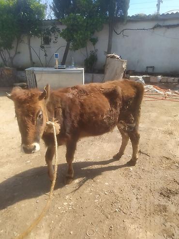 Dana, buzov: Dana, buzov — 8