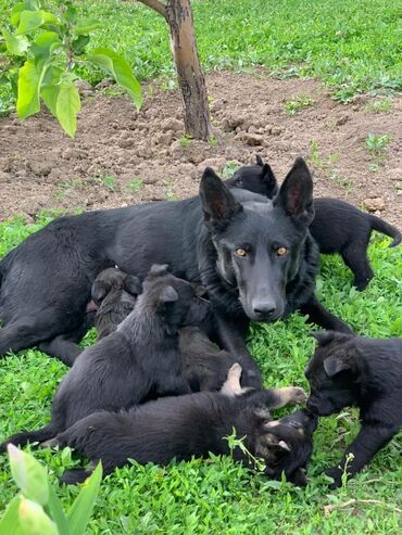 собаки питбул: Продаю щенков породы Восточно-европейская овчарка. Окрас черный. 3