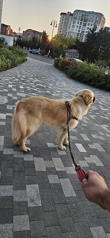 balaca cins itler: Retriever, 1 il, Dişi, Sənədli, Ünvandan götürmə — 3