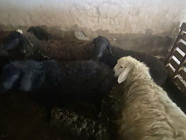 Баран, овца: Продаю | Ягненок, Баран (самец) | Полукровка | На забой, Для разведения, Для шерсти | Осеменитель, Ярка at lalafo.kg — 5 Баран, овца: Продаю | Ягненок, Баран (самец) | Полукровка | На забой, Для разведения, Для шерсти | Осеменитель, Ярка — 5