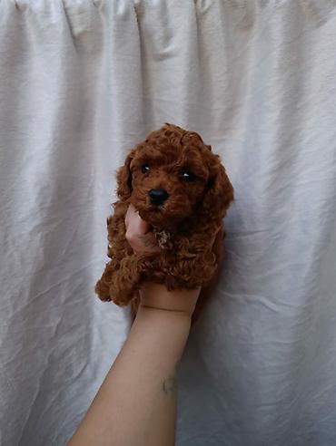 coban itleri: Toy pudel red braun çekisi iki iki kilo yarım olacey — 3