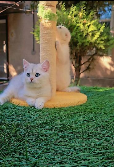 хочу купить кошку: Шотландские чистопородные котята. Scottish fold и Straight девочки — 6