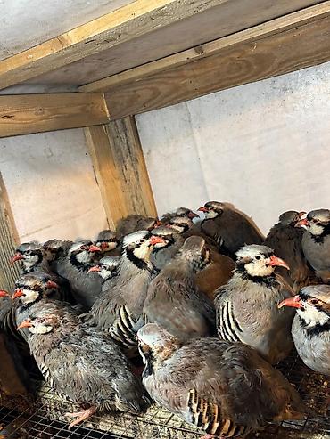 barred rock: Məhsul: Dağ kekliyi (Alectoris chukar) – sürü halında Təsvir: - — 1