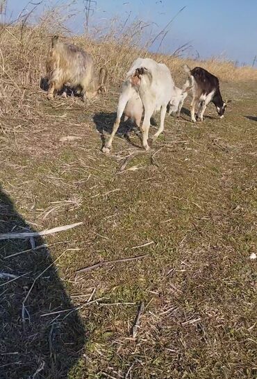 qara mal: Dişi, Zanen, Hələb, il: 1, 50 kq, Südlük, Ödənişli çatdırılma