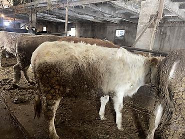 Коровы, быки: Продаю | Тёлка | На откорм | Отела не было, Привязанные — 5