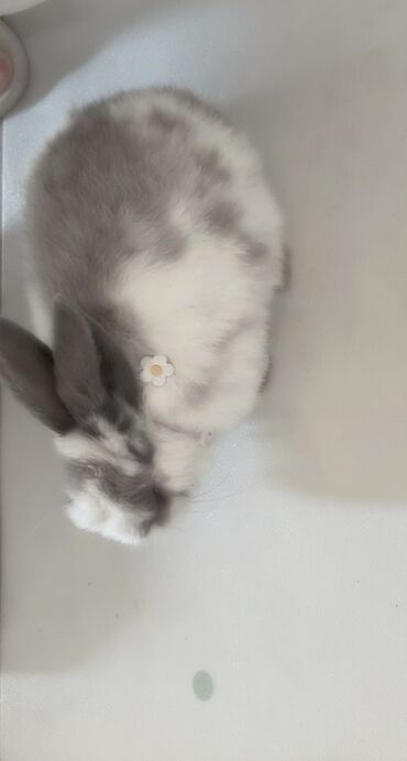 Декоративные кролики: Полный набор для содержания декоративного кролика. В комплекте: - — 9