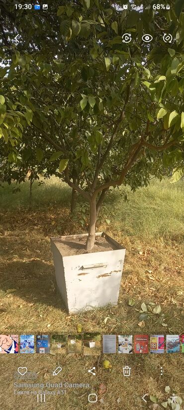 Продаю дерево лимона(лайм)плодоносящий 2.5-3м цветет круглый год