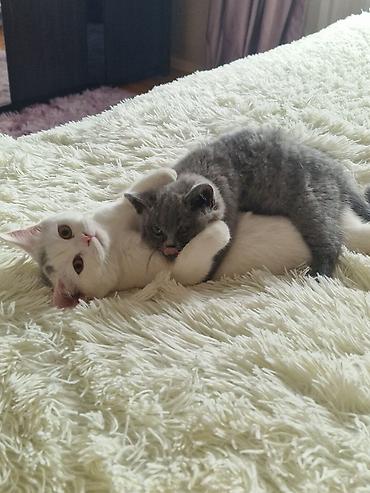 Pişiklər: Yaxşı əllərə — 3