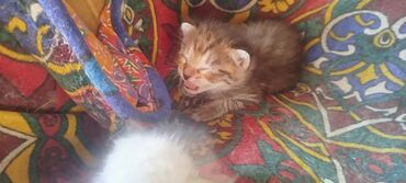 отдам даром котят бишкек: 1 айлык, Эркек, Лотокко барууга үйрөтүлгөн
