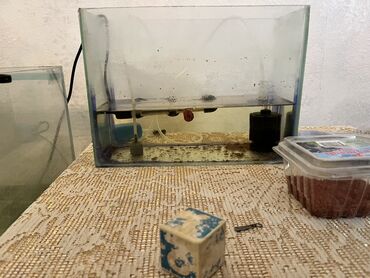 yumru akvarium: Akvaryum komplekti - Şüşə akvaryum (böyük ölçülü, ön şüşədə səviyyə