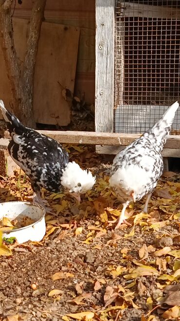 Toyuqlar: Toyuq, Yumurtalıq — 7