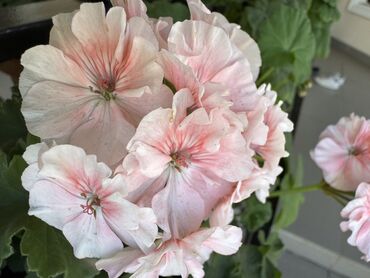 Герани и пеларгонии: Герань в горшке, цветущая ! Красивый розовый оттенок, листья красивые! — 6