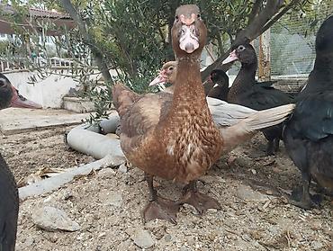 pox sekilleri: 🦆🏡 ÖZ HƏYƏTİMİZDƏ YETİŞDİRİLMİŞ LAL ÖRDƏKLƏR SATILIR 📅 Yaşı: maksimum — 3