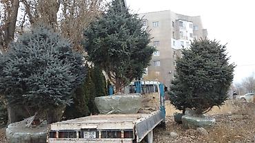 Услуги автокрана: Стрела 10 м, 3 т — 12