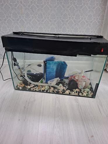 serpme tor satilir: Dördbucaq akvarium, Boş, 100 l — 1