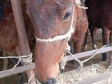 Лошади, кони: Продаю | Жеребец | Для разведения — 6