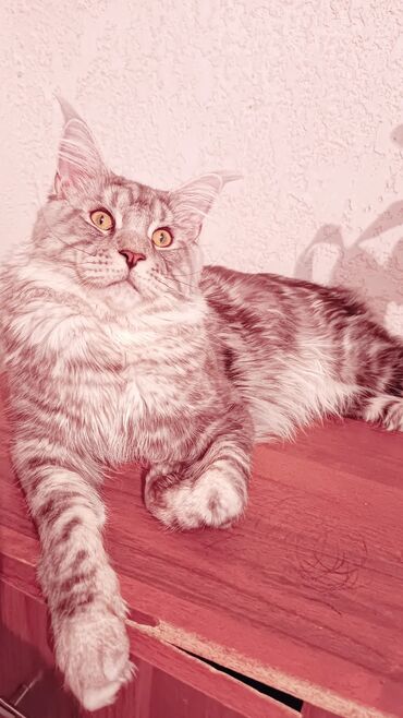 футболка с котиком: Котик на вязку МейнКун, предлогаеться котик на вязку шикарных кровей