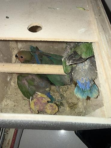 balaca akvarium: Növ: Sevgi quşları (Agapornis) – valideynlər və bala quşlar Balalar — 1