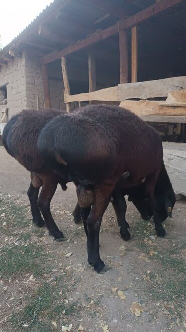 Бараны, овцы: Продаю | Баран (самец) | Эдильбаевская | Для разведения | Племенные — 3