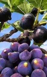 Həyət evləri və villaların satışı: 3 otaqlı, 78 kv. m, Kredit yoxdur, Yeni təmirli — 20