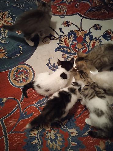 котят ош: ОТДАМ КОТЯТ И КОШЕК,здоровые, ЧИСТЫЕ,помогите пожалуйста кто не может — 5
