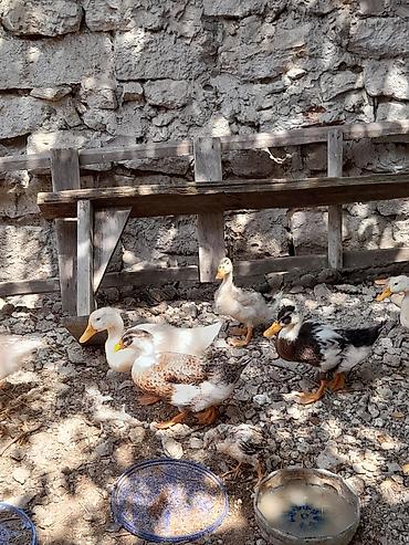 ördekler: Məhsul: Ördək balaları Təsvir: - Həyətdə saxlanılan müxtəlif rəng və — 8