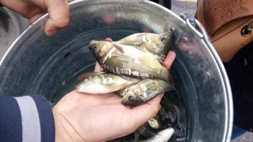 рыбы мальки: Рыба Малек амур карп толстолоб 20- 50 грам постоянным клиентам скидки
