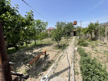 kend ehmedlide kiraye heyet evleri 2023: Kənd təsərrüfatı