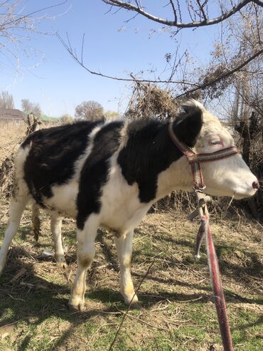 Коровы, быки: Срочна продается