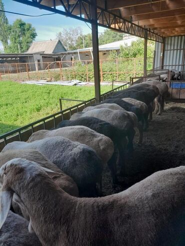 рамановские овцы: Продаю | Баран (самец) | Гиссарская, Арашан | На забой, Для разведения | Племенные, Осеменитель