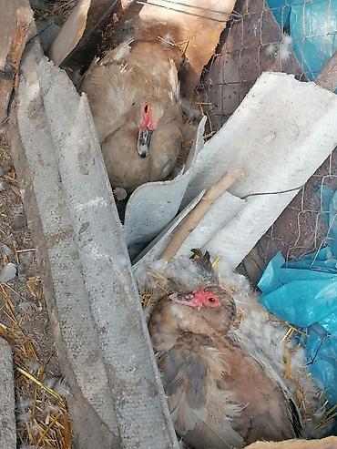 qus iran: Lavanda ve Macar sortu Lal ördəklər her ölcüde ve qiymetde var barter — 6