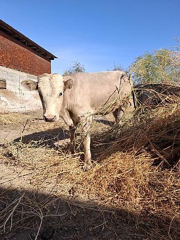Продам с/х животных: Продаю | Бык (самец) | На откорм — 2