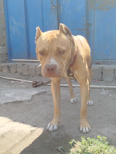 pitbull rednos: Pitbul, 9 il, Erkek, Cütləşmə üçün, Pulsuz çatdırılma