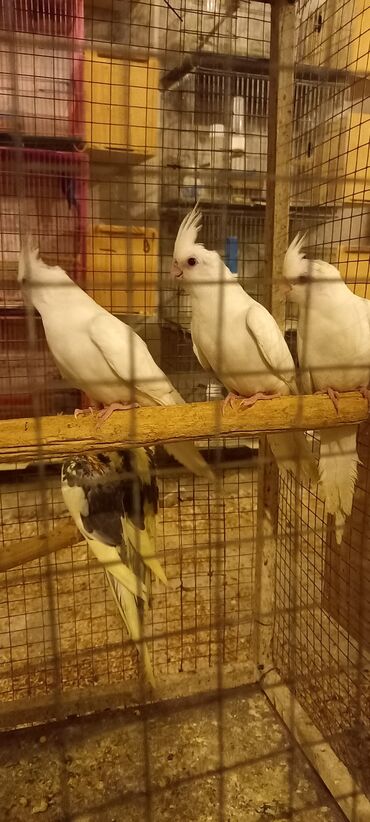 Tutuquşları: Yeni dene dusmus ve boyuk quslar var 65 manat cox goturen olsa endirim — 13