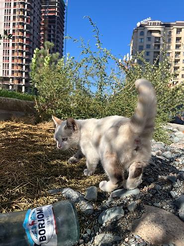 Находка и пропажа кошек: Котенок ищет дом — 3