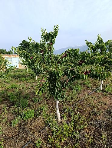 Продажа участков: 80 соток, Для сельского хозяйства, Договор купли-продажи — 9