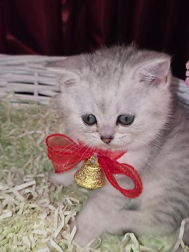 Pişiklər: Şinşilla, Dişi — 20