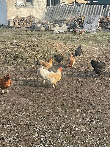 Продаю | Цыплята, Петух, Куры | Домашняя | На забой, Несушки, Для разведения at lalafo.kg Продаю | Цыплята, Петух, Куры | Домашняя | На забой, Несушки, Для разведения