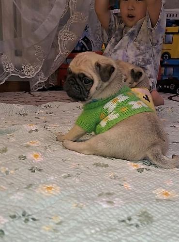 Продажа собак: Мопс, 1 месяц, Самец, С прививкой — 3