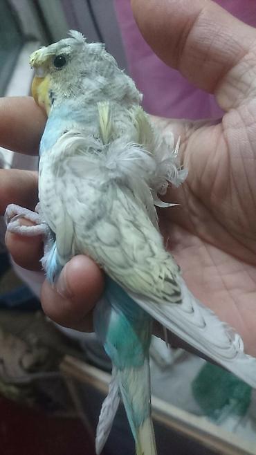 Tutuquşları: Yaponiclər cütü 50-60-70 azn
Bala verəndə var kəvən quşlarda — 5